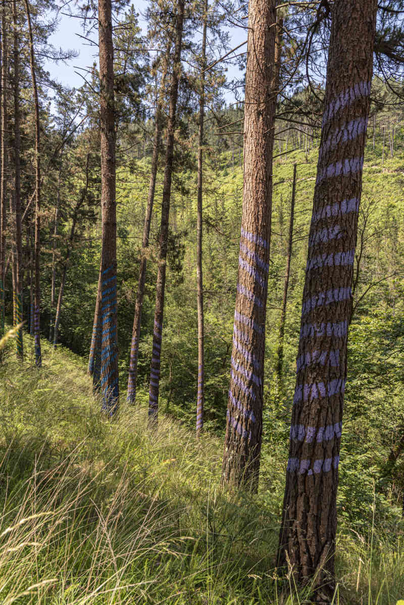 Vizcaya - Kortezubi 24 - bosque de Oma.jpg